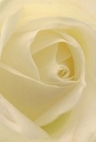This detailed view invites you into the very centre of a cream-white rose-a bloom expertly selected for Parsons Green. The tenderly unfurling petals draw you toward the heart of the flower, their near-translucent whiteness and gentle spirals reminiscent of misty mornings in the area's secret gardens. Cool, soft shadows slip along the folds, adding a touch of drama to the bloom's gentle radiance. The overall mood is peaceful, much like the calm felt over a coffee with friends on Parsons Green Lane: reflective, comforting, and full of meaning. This rose speaks to reverence, warmth, and new beginnings; it forms the purest gesture of admiration or sympathy in the language of flowers. You can envision the subtle sweetness in its fragrance, notes so delicate yet unmistakable. The close, almost personal perspective celebrates not only the natural artistry of the rose but also the empathetic hands that prepared it, presenting a bouquet that is deeply attuned to the spirit and sentiment of Parsons Green.